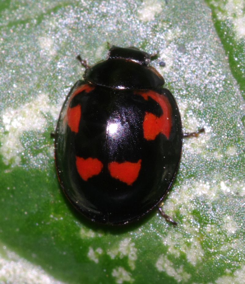 Coccinella 1 - Exochomus quadripustulatus